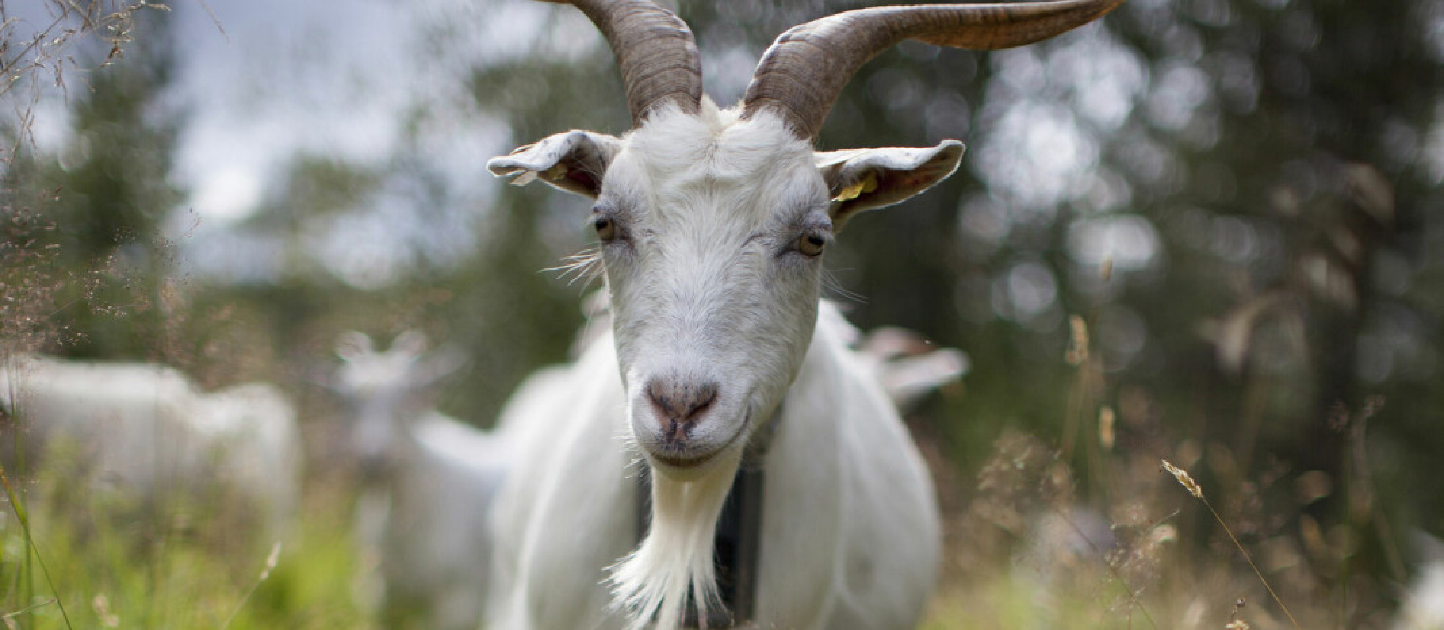 Teknologisamarbeid for sikker dyrevelferd